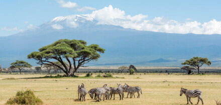 Yêu cầu thị thực cho người giữ hộ chiếu Vietnam đi đến Kenya