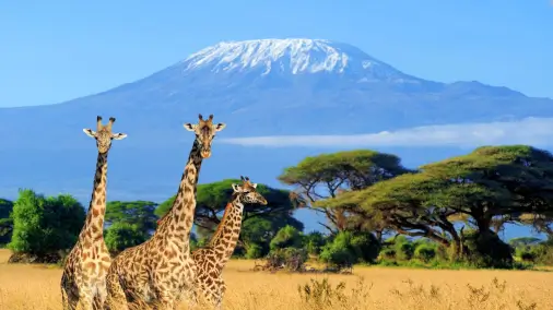 Yêu cầu thị thực cho người giữ hộ chiếu Vietnam đi đến Kenya